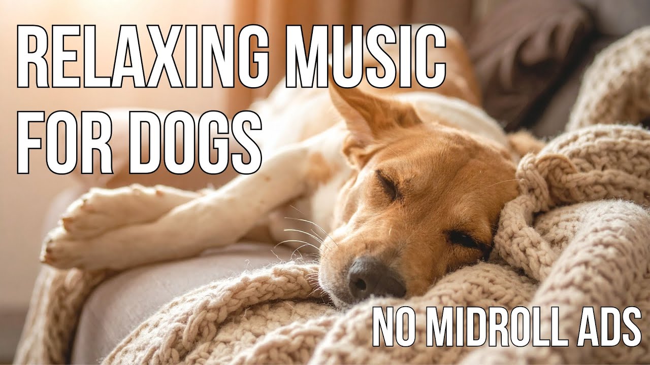 Relaxing Cello Music for Dogs With Separation Anxiety - NO MIDROLL