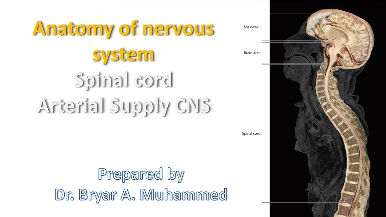 Lecture 3 | Neuroanatomy - YouTube