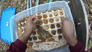 Greenhorn Gardening Mealworms