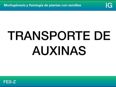 Video: ¿Cómo se transportan las auxinas en las plantas?