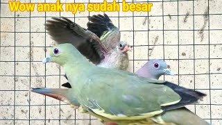 ternyata seperti ini burung punai merawat anak nya.induk punai makin gacor