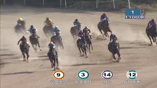 20201114 Wuhan Class 3 to 4 (75-55) 1100m (Race 1) 武汉速度赛马公开赛D4 第1场 三/四班（75-55）1100米