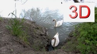 3D Video: River & Forest Relaxation #3