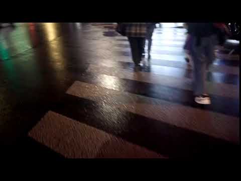 ზოგმა ძაღმა ბევრ ადამიანზე უკეთ იცის მოძრაობის წესები 13 03 2018 MOV 0045