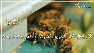 سوره النحل((وَأَوْحَىٰ رَبُّكَ إِلَى النَّحْلِ)) حالات واتس اب قران ايات قرانيه قصيرة ✨🐝💛