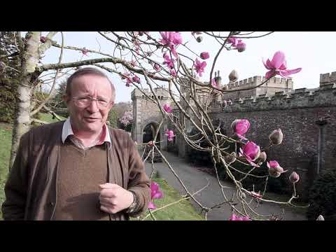 Video: Hur Magnolia Blommar