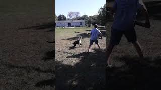 American Staffordshire Tug Of War