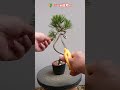 くねりが面白い！【 文人風黒松の剪定 】 #Shorts / 初心者 初めて 針金掛け black pine 曲げ方
