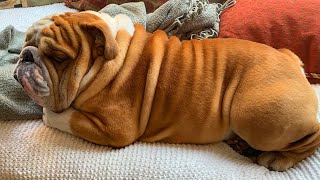 ENGLISH BULLDOGS ❤❤ Cute and Funny English Bulldogs doing funny things # 25 (2020)| Animal Lovers