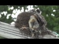 Robin Fledgling Unsuccessfully Ejected From Nest