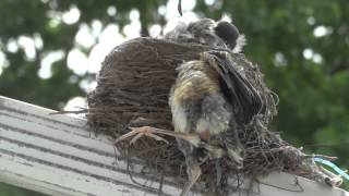 Robin Fledgling Unsuccessfully Ejected From Nest