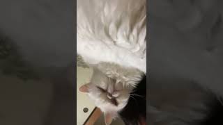 #cat #ぬこ　#にゃんこ　#猫　#にゃんにゃん　#ぶさかわ猫　#ぶさかわにゃんこ　#大好きな家族
