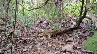 VIRAL📍mikat ayam hutan||malah datang ayam sempidan serambongan#ayamhutan #sempidan