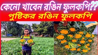কেনো খাবেন রঙিন ফুলকপি??পুষ্টিগুণে ভরপুর রঙিন ফুলকপি || বাংলাদেশে নতুন ফসল রঙিন ফুলকপি ||