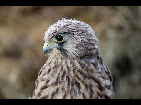 Turmfalke live diheiplus