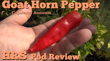 ⟹ Goat Horn Pepper | Capsicum annuum | Pod Review 2018