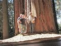 Giant Sequoia redwood log offered for sale to Pacific Coast Lumber Giant Sequoia redwood log offered for sale to Pacific Coast Lumber