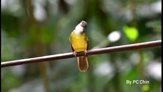 wow..! ngriwik si kapas kuyit