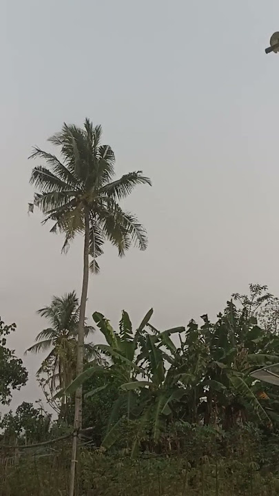 cctv bilik suara #shorts