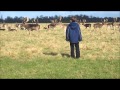 Tomas quilmore  pastoreando ciervos