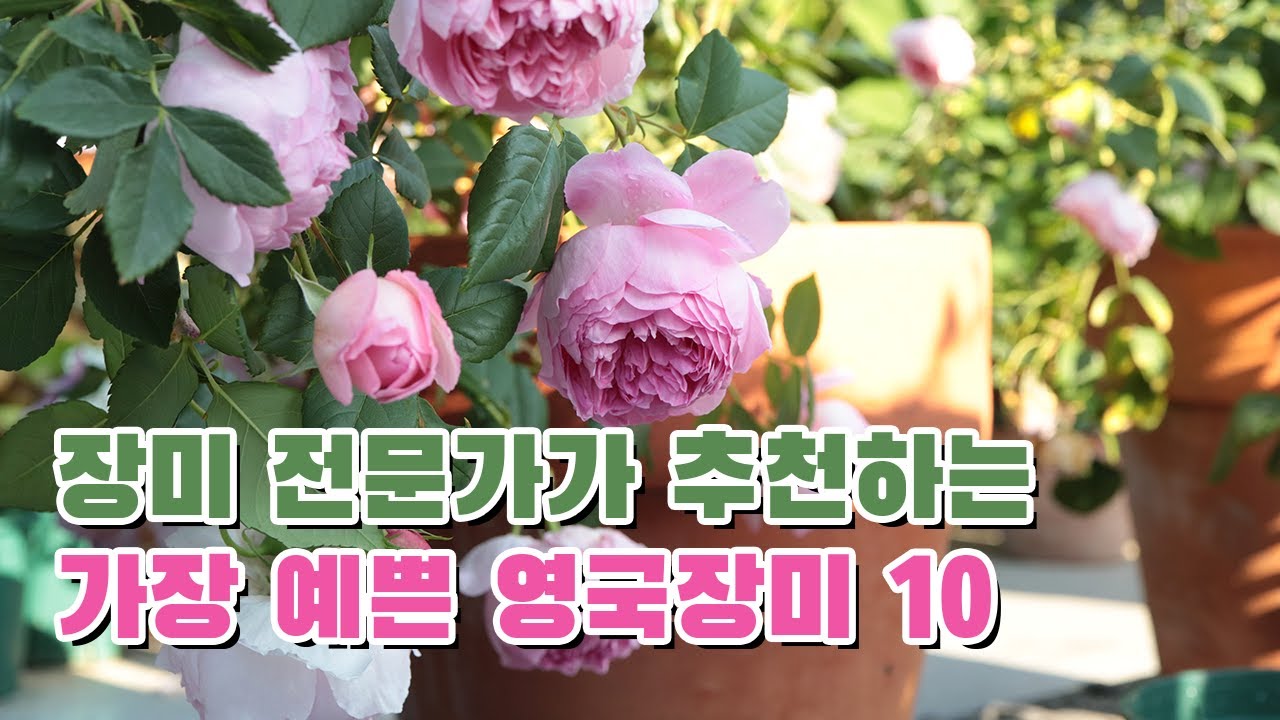실물이 가장 예쁜 '데이비드 오스틴 영국장미' BEST 10