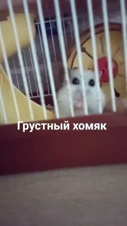 Грустный хомяк 🐹 - YouTube