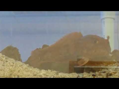 lane community college profile 2018 19 eugene or