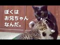 【末っ子猫がお兄ちゃんになる瞬間が泣ける】@taipi 【切り抜き】