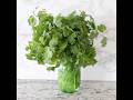 How To Keep Cilantro Fresh