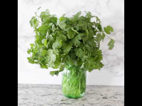 How to Keep Cilantro Fresh