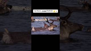 Survival Test ❄️ | 3000 Reindeer 😨🌊 |#shorts #facts #animals #shortsfeed