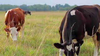 Texas ramps up response to New World Screwworm threat as cases increase