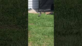 Possible flegling visiting again? #birds #robin #fledgling