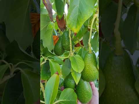 Dwarf na Avocado 🥑 may bunga na. (Nakatanim sa malaking paso) #58 Dwarf na Avocado 🥑 may bunga na. (Nakatanim sa malaking paso) #58