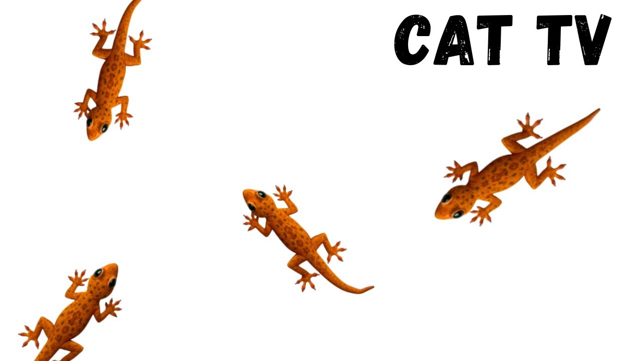 Gecko in Living Room! Cat TV Video to Keep Cats Hooked
