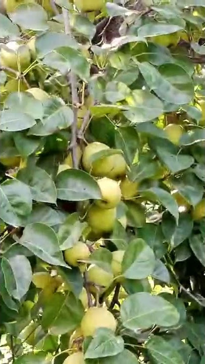 Nashpati ki kasht |Bago gosha farming in panjab #babugosha Bagh Ki Sair #pearlcultivation #babugosh