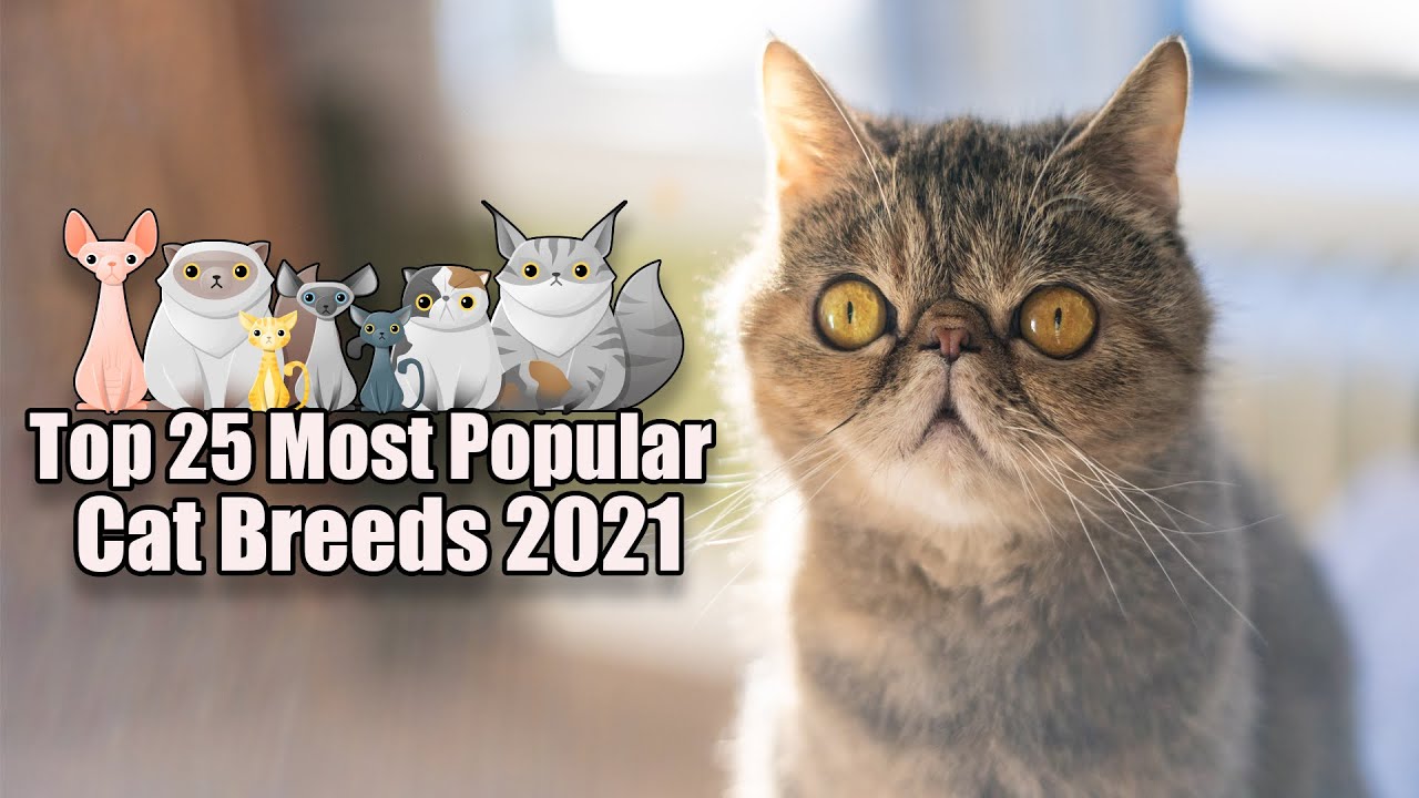 Top 25 Most Popular Cat Breeds 2021 Most Popular Cat Breeds In The