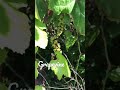 Grape Vine #grapevine #naturelovers #plantlovers #youtubeshorts