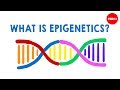 The Influence of Epigenetics on Twin Health Outcomes