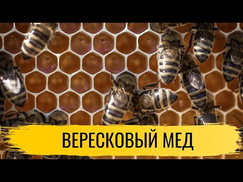 Мед. Вересковый мед