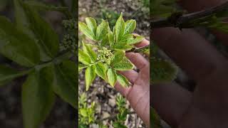 Elder growing from cuttings - update