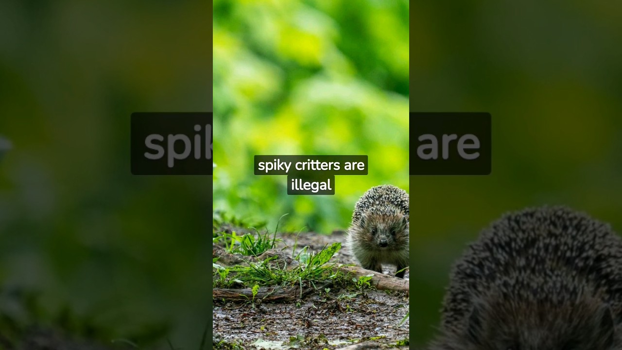 Exploring the Most Unusual Pet Ownership 