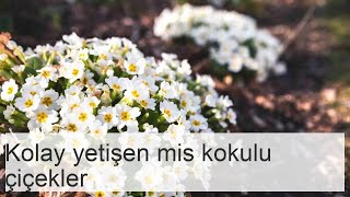 Bahçede ve balkonda yetiştirmek için 5 güzel kokulu çiçek