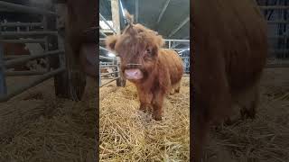Merida is one of our 7 month old Highland calves  #highlandcow #calf