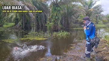 MUDAH NYA MANCING IKAN GABUS SAAT AIR MULAI SURUT || CASTING IKAN GABUS DI SPOT INTI