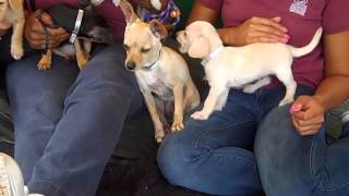 Daffodil's Wheels: the Story of a Puppy born without Front Legs