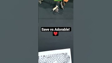 Save vs Adorable #DND #D&D #game #gameplay #fun #funny #geek #gamer #ttrpg #rpg