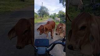 ลงมาเร็วๆแม่หนูขอลองขับบ้าง #วัวบ้านๆ #cow #วัวแสนรู้ #วัวเชื่อง #วัวลูกผสม #คนเลี้ยงวัว #farming