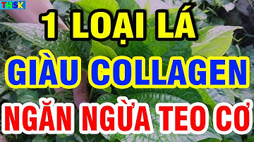 1 LOẠI LÁ GIÀU COLLAGEN Cải Thiện Tình Trạng Teo Cơ Ở Người Cao Tuổi, Phục Hồi Sức Mạnh Cơ Bắp