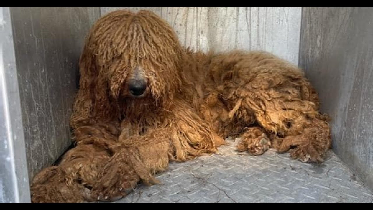 68 dogs in poor condition seized from Pittsylvania County home - YouTube